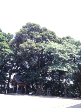 稲村神社のシイ