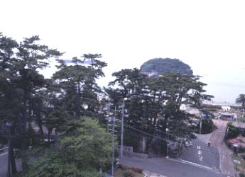 海岸線に残るマツ（八百富神社遥拝所周辺春季）