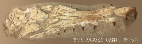 モササウルス化石（頭骨）