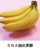 DNA抽出実験