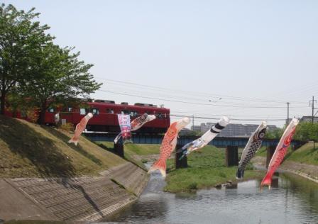 こいのぼりと赤い電車応援団のぼり