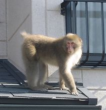 以前蒲郡市清田町に現れたサル