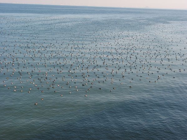 形原漁港大橋から見たホシハジロをはじめとする冬鳥