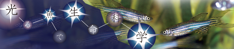 光る魚で生命科学