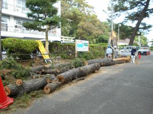 南部市民センター前の松の木その後。