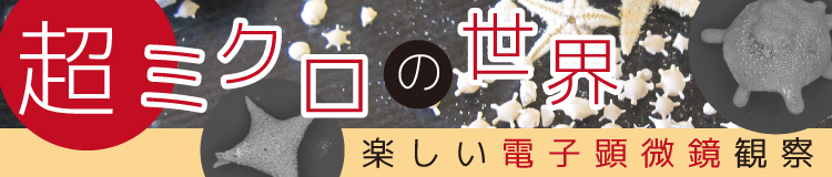 超ミクロの世界 ～楽しい電子顕微鏡観察～