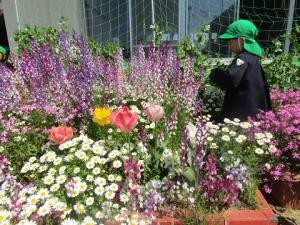 花壇に色とりどりの花が咲いています