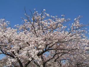 満開の桜と青空