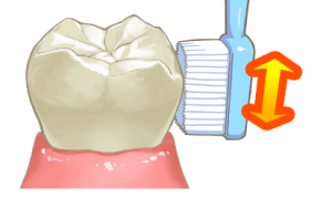 歯の磨き方