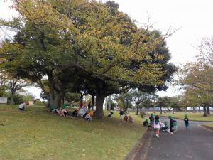 若宮公園の木の実が成る木