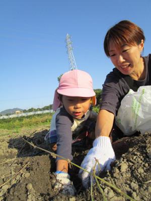 親子でいもほりを楽しむ画像