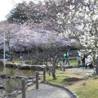 中央公園の桜の画像