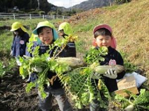 大根掘りの画像