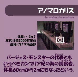 バージェス･モンスターの代表ともいうべきカンブリア紀の海の捕食者。体長６０センチから２メートルにもなったという。体長：～２メートル？。年代：５億２０００万年前。産地：カナダ南西部