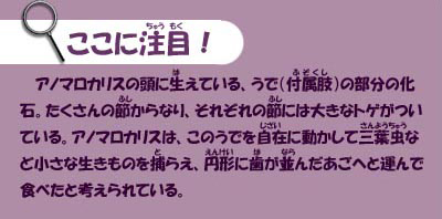 ここに注目！アノマロカリスの頭に生えている、うで（ふぞくし）の部分の化石。たくさんの節からなり、それぞれの節には大きなトゲがついている。アノマロカリスは、このうでを自在に動かして三葉虫など小さな生きものを捕らえ、円形に葉が並んだあごへと運んで食べたと考えられている。