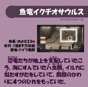恐竜たちが地上を支配していたころ、海にすんでいたハ虫類。イルカに似たすがたをしていて、四肢のかわりに４つのひれをもっていた。体長：およそ３．５メートル。年代：１億８０００万年前。産地：ドイツ南部