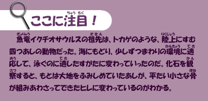 魚竜イクチオサウルスの祖先は、トカゲのような、陸上にすむ四つあしの動物だった。海にもどり、少しずつまわりの環境に適応して、泳ぐのに適したすがたに変わっていったのだ。化石を観察すると、もとは大地をふみしめていたあしが、平たい小さな骨が組みあわさってできたヒレに変わっているのがわかる。