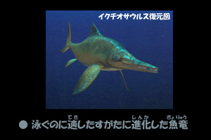 泳ぐのに適したすがたに進化した魚竜