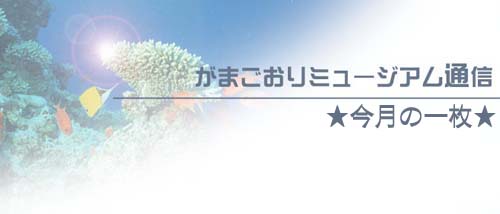 がまごおりミュージアム通信　今月の一枚