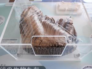 ケナガマンモスの歯の化石