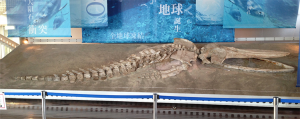 インカクジラ（化石）画像