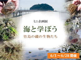 ミニ企画展「海と学ぼう ～竹島の磯の生物たち～」