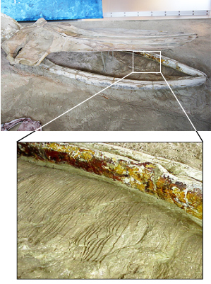 化石 6600万年前の小惑星衝突で死んだ恐竜の化石を発見か | Business