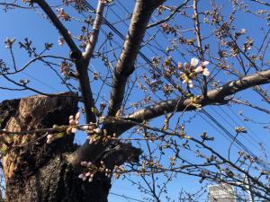 この写真は図書館入り口の桜の木です。