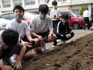 ヒマワリ苗植え中です