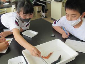 イワシと甘えび観察中