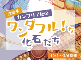 企画展「カンブリア紀のワンダフル！な化石たち」