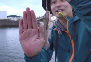 セイゴハゼ釣り