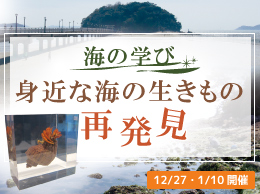 海の学び　身近な海の生きもの再発見