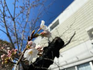 この写真は図書館の桜です。