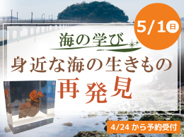 海の学び　身近な海の生きもの再発見