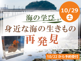 海の学び　身近な海の生きもの再発見