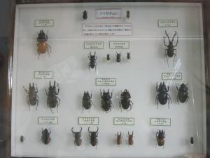 この写真は昆虫標本の一例です。