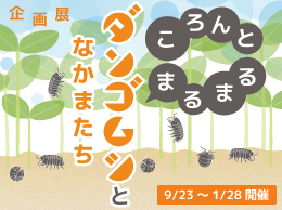 企画展「ころんとまるまるダンゴムシとなかまたち」