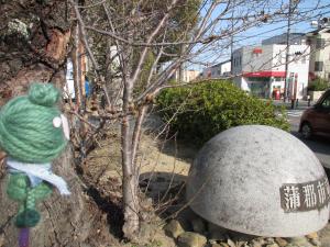 この写真は桜のつぼみの様子です。