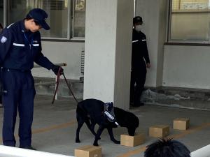 この写真は麻薬探知犬の訓練の様子です。