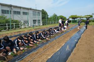 みんなで苗植え中！