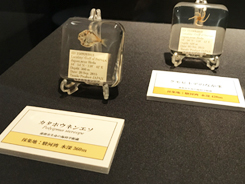 企画展「深海 〜遠くて近い不思議な世界〜」の会場風景写真
