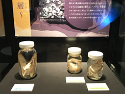 企画展「深海 〜遠くて近い不思議な世界〜」の会場風景写真