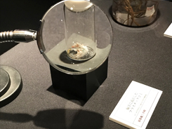 企画展「深海 〜遠くて近い不思議な世界〜」の会場風景写真