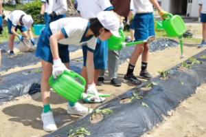 いものつるさし５