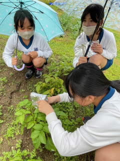 ６年１