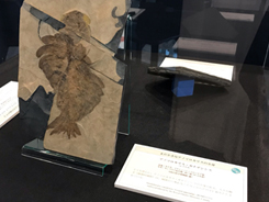 特別展会場風景写真