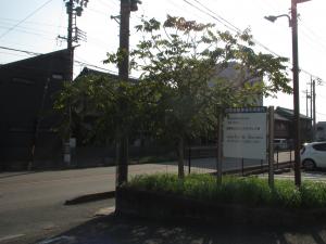 この写真はくるみの木の様子です。