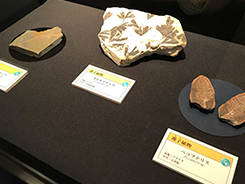化石植物園会場風景写真