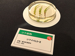化石植物園会場風景写真